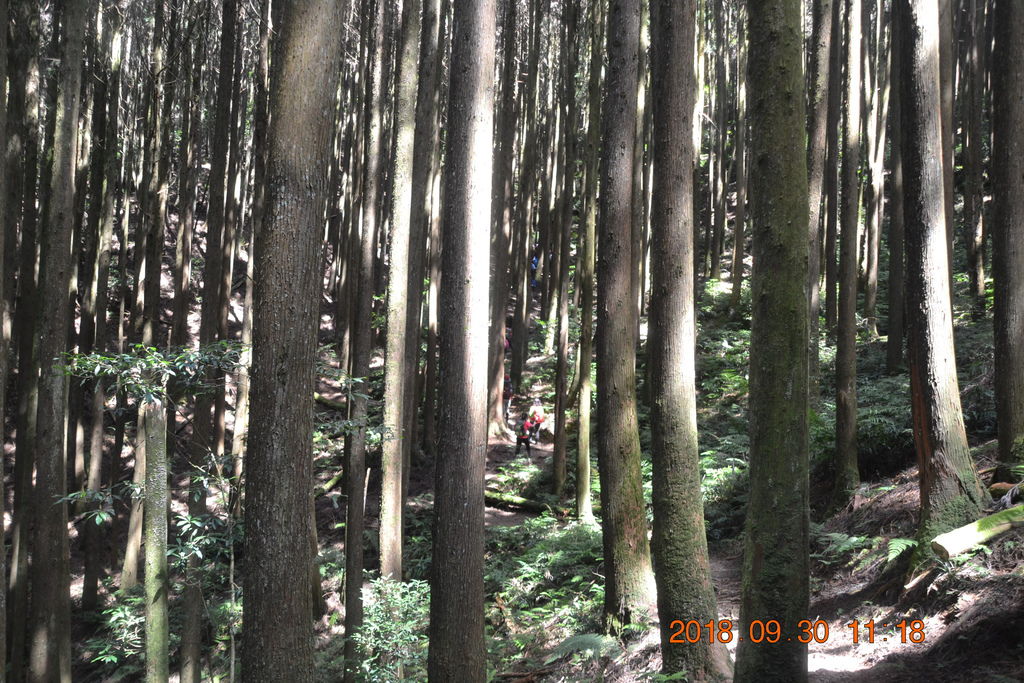 台中長壽山(1860峰)-長壽山、大崠山一日遊-1