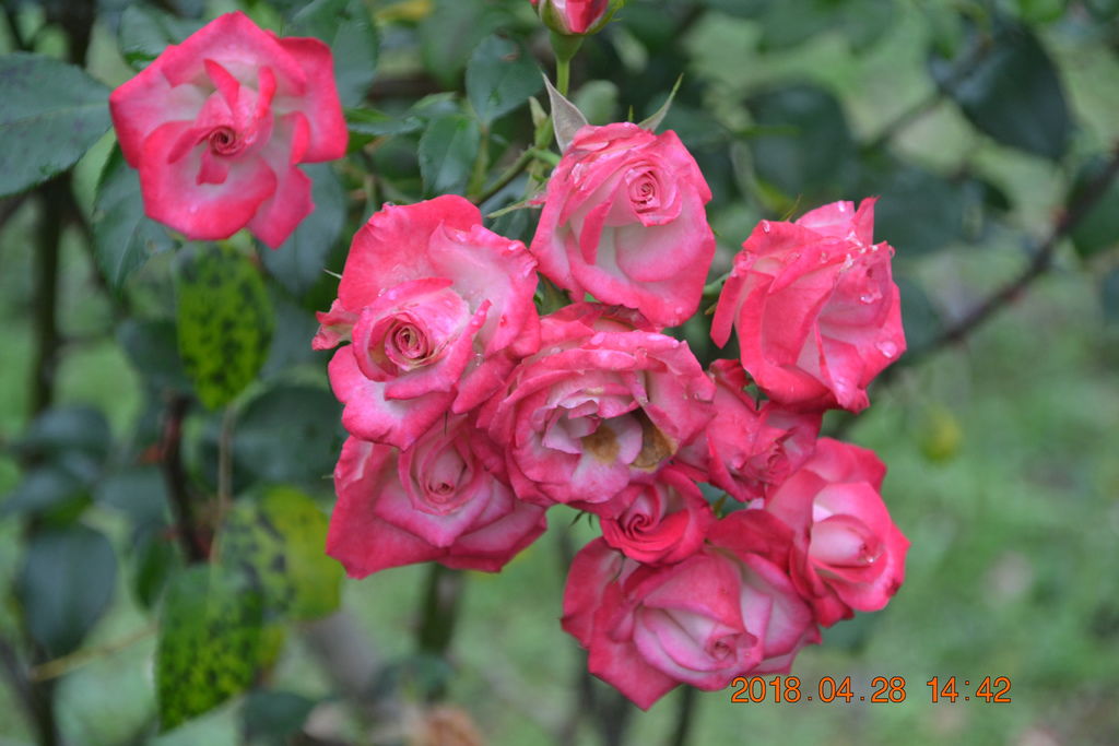 DSC_0139.JPG DSC_0139.JPG