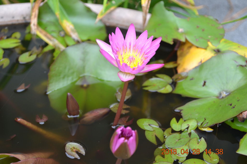 DSC_0130.JPG DSC_0130.JPG