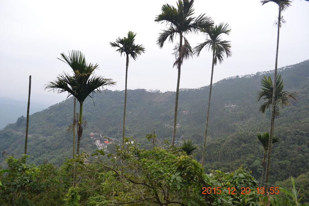 DSC_0210.JPG DSC_0210.JPG