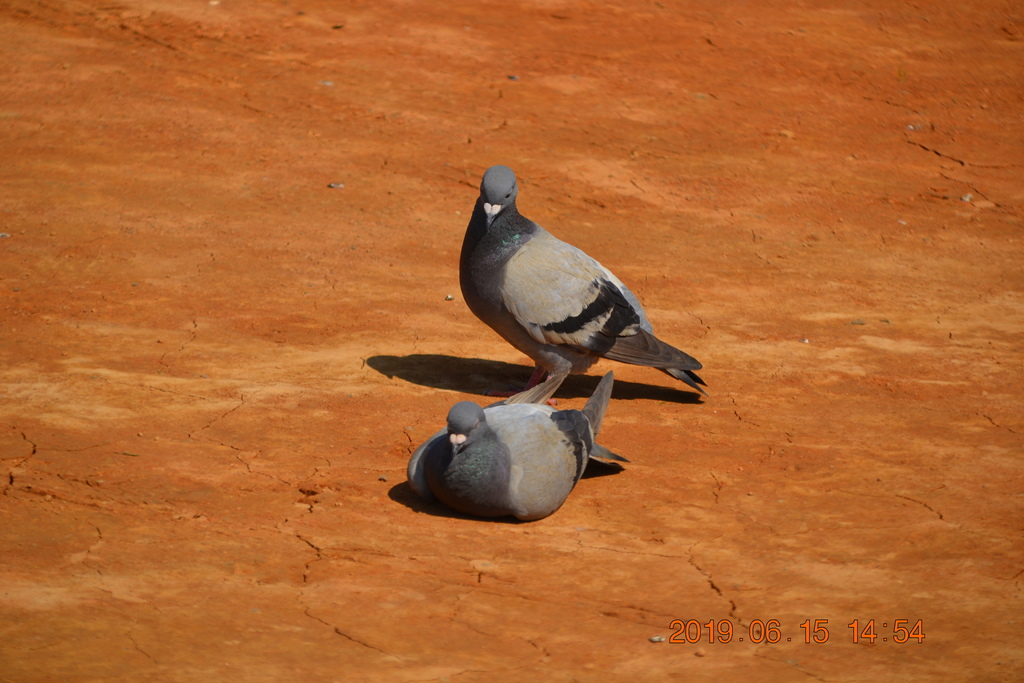 DSC_0118.JPG DSC_0118.JPG