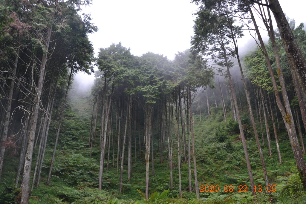 台中大雪山林道烏石坑山、2432峰及船型山