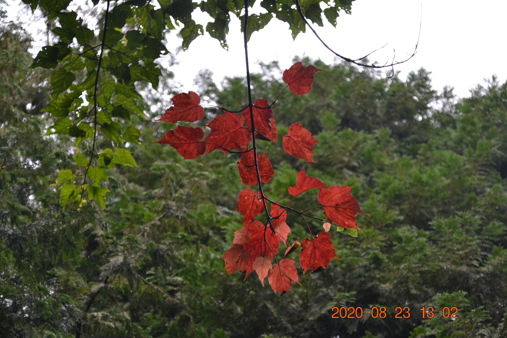 DSC_0160.JPG DSC_0160.JPG