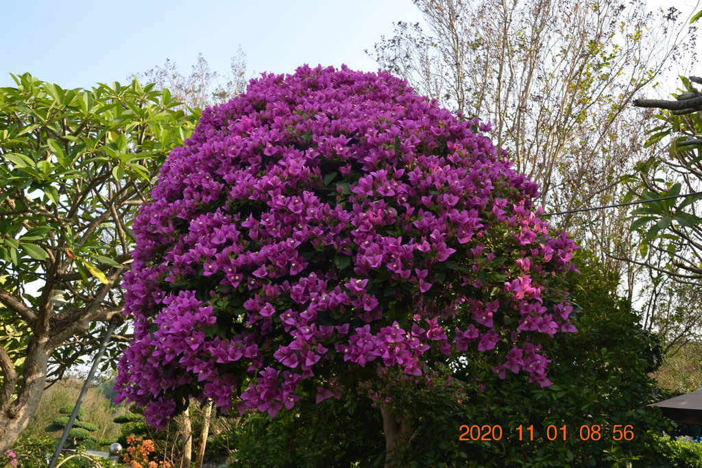 DSC_0013.JPG DSC_0013.JPG