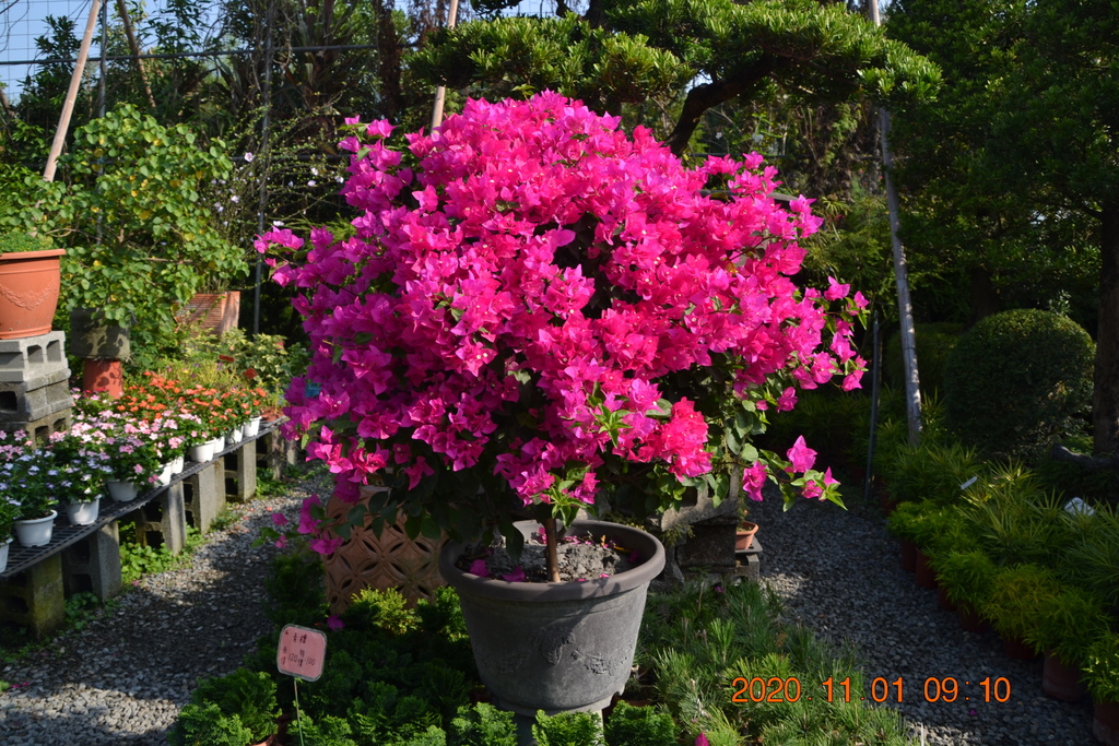DSC_0035.JPG DSC_0035.JPG