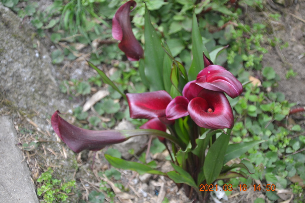 DSC_0177.JPG DSC_0177.JPG