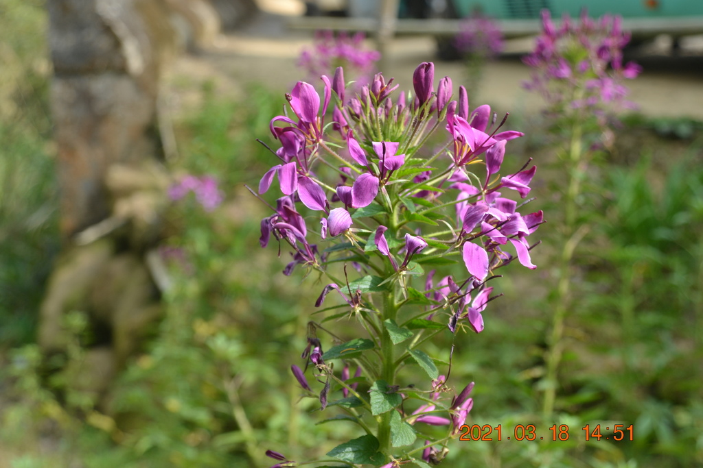 DSC_0181.JPG DSC_0181.JPG