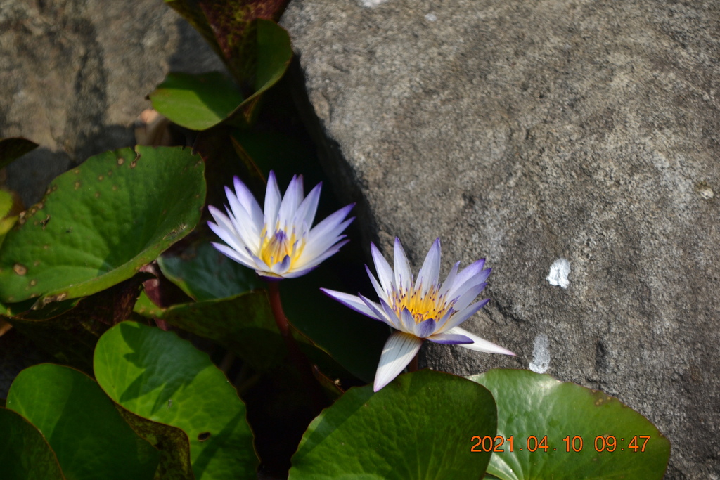 DSC_0222.JPG DSC_0222.JPG
