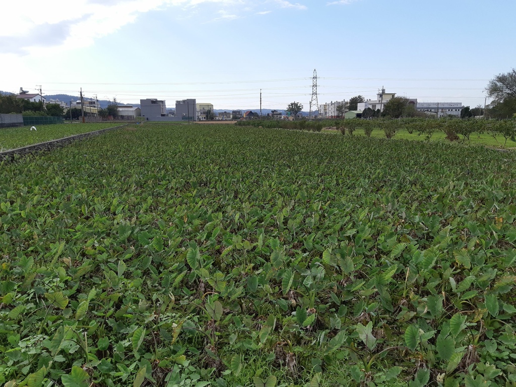 苗栗公館福星社區Hakka饗宴路跑