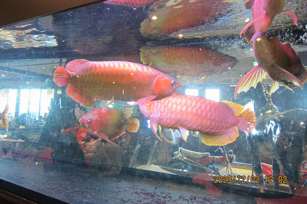 嘉義翁聚德鵝肉餐廳用午餐-中港溪太極拳協會嘉義高雄二日遊-2