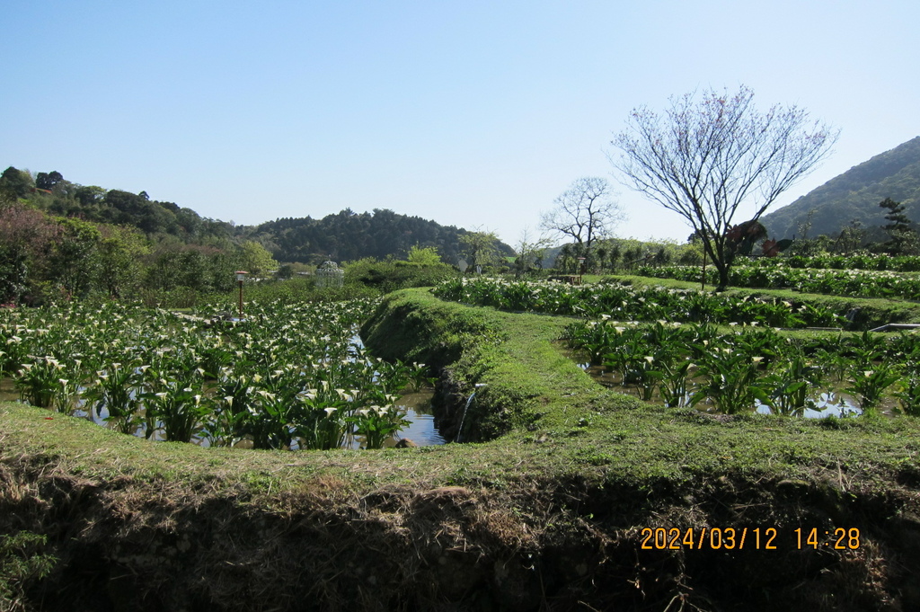 台北陽明山頂湖環狀、清峰步道-軟腳蝦健行隊陽明山一日遊(七)