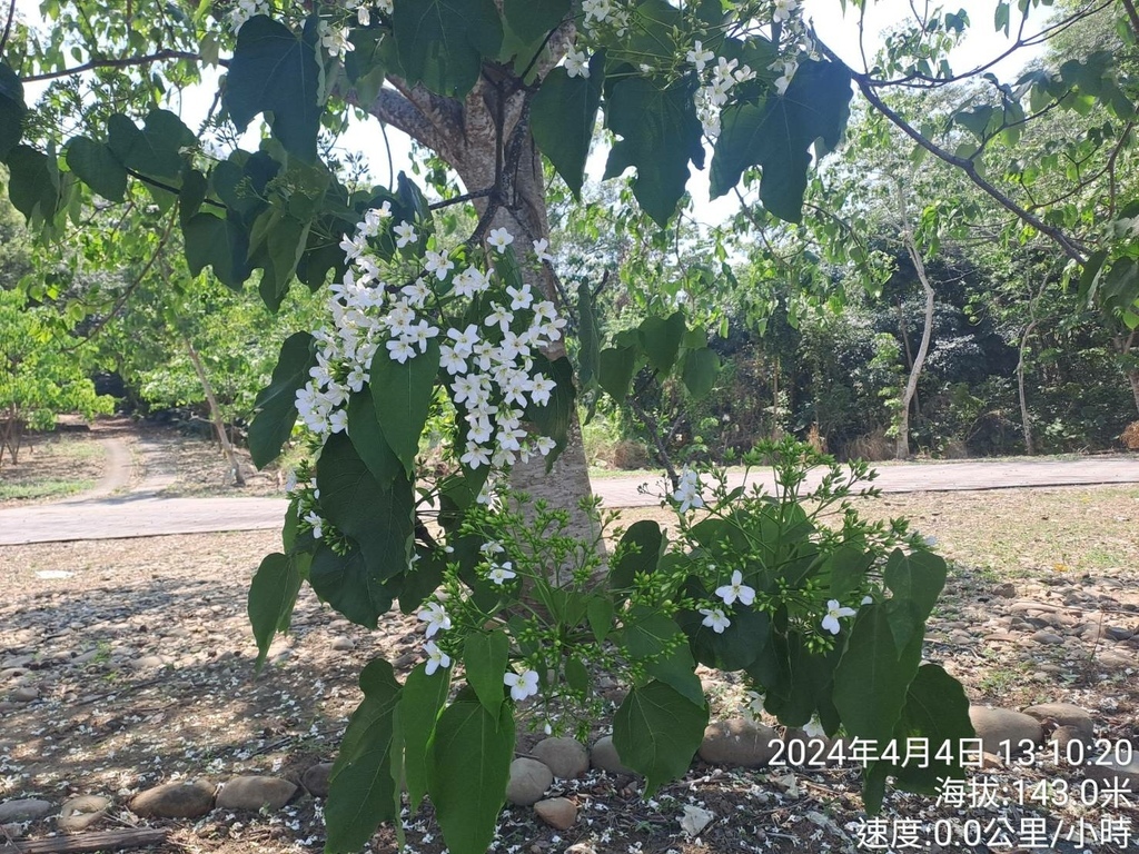 雲林古坑荷苞山桐花公園及荷苞山步道