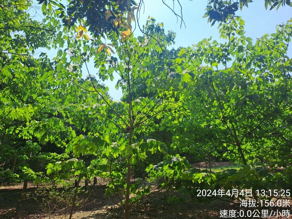 雲林古坑荷苞山桐花公園及荷苞山步道