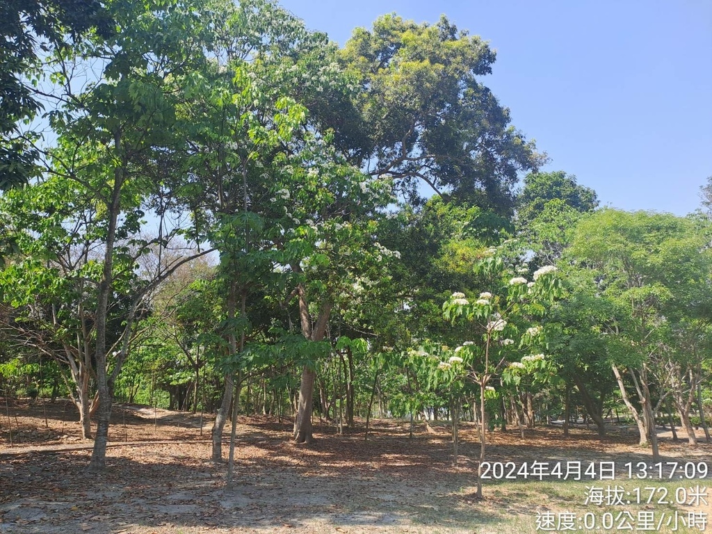 雲林古坑荷苞山桐花公園及荷苞山步道