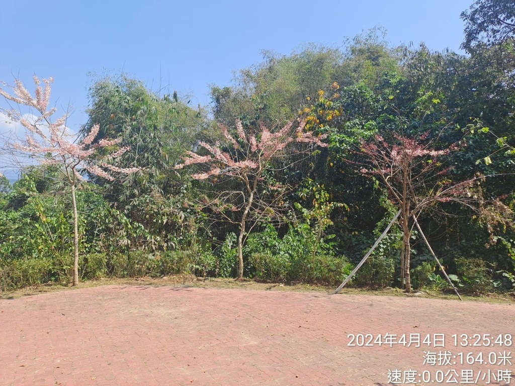 雲林古坑荷苞山桐花公園及荷苞山步道