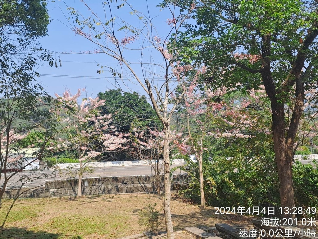 雲林古坑荷苞山桐花公園及荷苞山步道