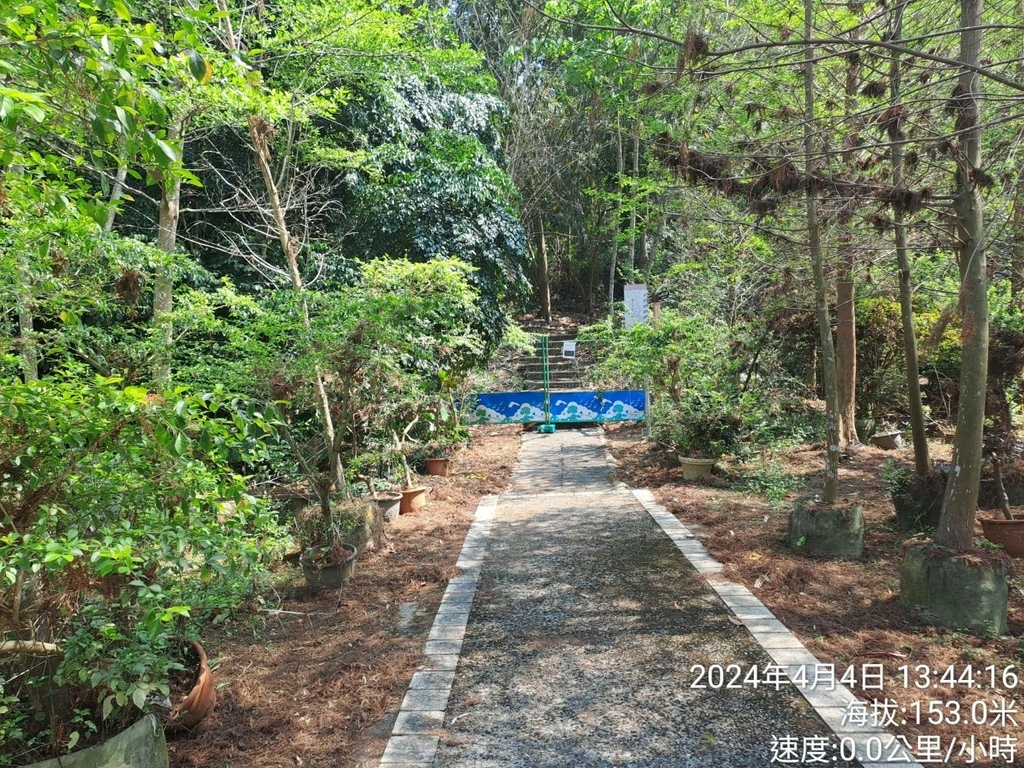 雲林古坑荷苞山桐花公園及荷苞山步道