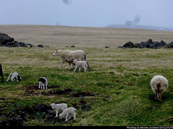 Myvatn_0505-002