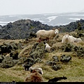 Myvatn_0505-005