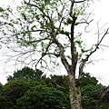 P1110289.jpg