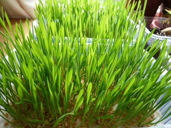 小麥草 day 7