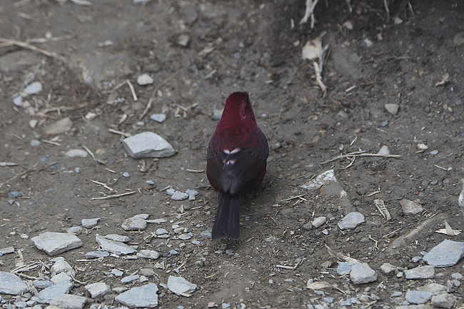 20150502溫莎花園+合歡東峰-34.JPG