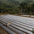 20150926苗栗泰安高腳屋草莓園--32.JPG