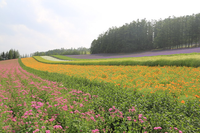 20150714日之出公園+富田農場-61.JPG