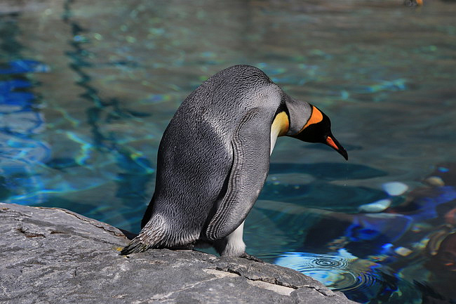 20150716旭山動物園-36.JPG