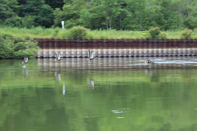 20150724達古武湖獨木舟濕原之旅、丹頂鶴公園、幣舞橋-030.JPG