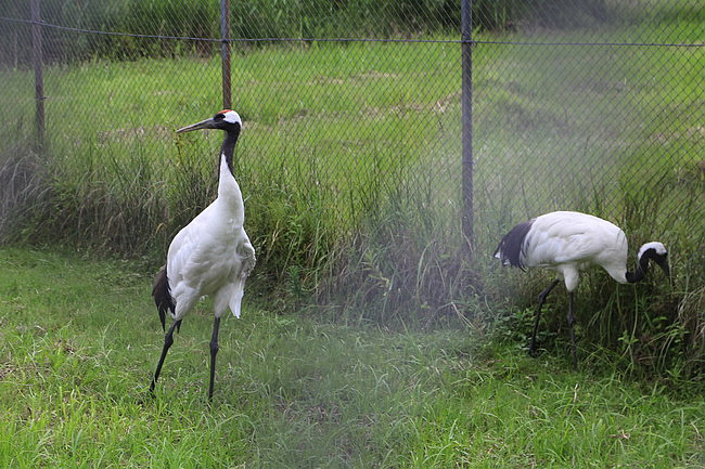 20150724達古武湖獨木舟濕原之旅、丹頂鶴公園、幣舞橋-066.JPG