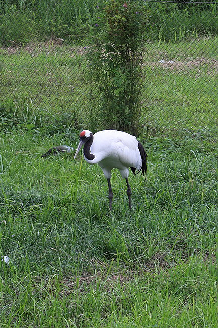 20150724達古武湖獨木舟濕原之旅、丹頂鶴公園、幣舞橋-070.JPG