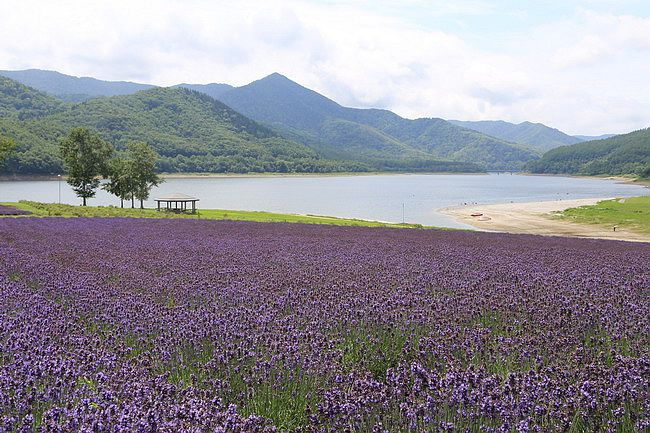 20150727金山湖、山部自然公園太陽的里、起司工房、果子工房、採櫻桃-028.JPG