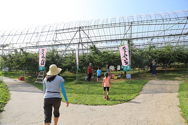 20150727金山湖、山部自然公園太陽的里、起司工房、果子工房、採櫻桃-078.JPG