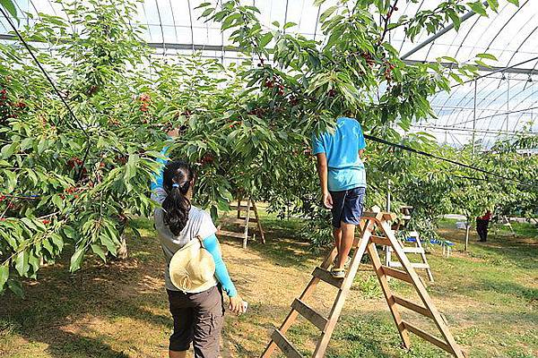 20150727金山湖、山部自然公園太陽的里、起司工房、果子工房、採櫻桃-080.JPG