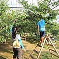 20150727金山湖、山部自然公園太陽的里、起司工房、果子工房、採櫻桃-080.JPG