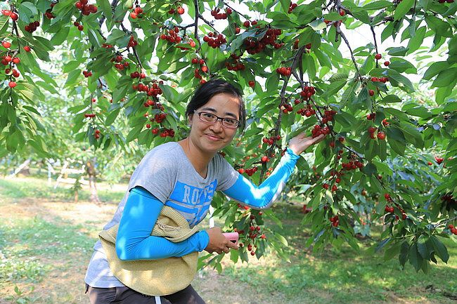 20150727金山湖、山部自然公園太陽的里、起司工房、果子工房、採櫻桃-085.JPG