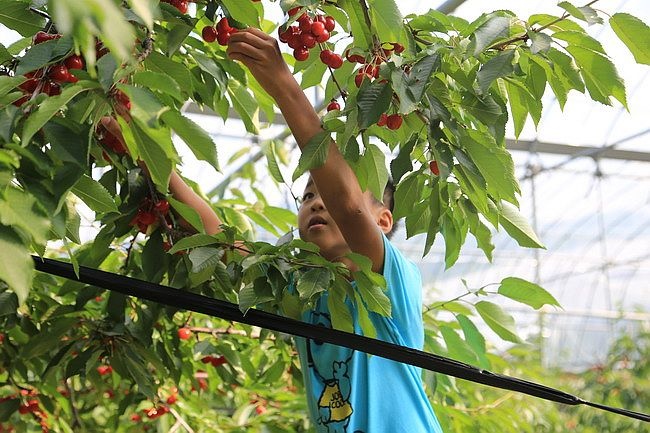 20150727金山湖、山部自然公園太陽的里、起司工房、果子工房、採櫻桃-081.JPG