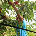 20150727金山湖、山部自然公園太陽的里、起司工房、果子工房、採櫻桃-081.JPG