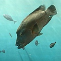 20150731洞爺湖、登別伊達時代村、登別海洋公園尼克斯、地獄谷、大湯沼、閻魔堂-095.JPG