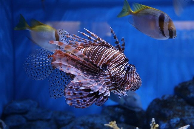 20150731洞爺湖、登別伊達時代村、登別海洋公園尼克斯、地獄谷、大湯沼、閻魔堂-098.JPG