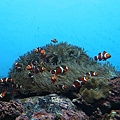 20150731洞爺湖、登別伊達時代村、登別海洋公園尼克斯、地獄谷、大湯沼、閻魔堂-097.JPG