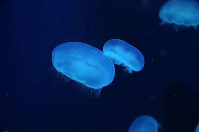 20150731洞爺湖、登別伊達時代村、登別海洋公園尼克斯、地獄谷、大湯沼、閻魔堂-107.JPG