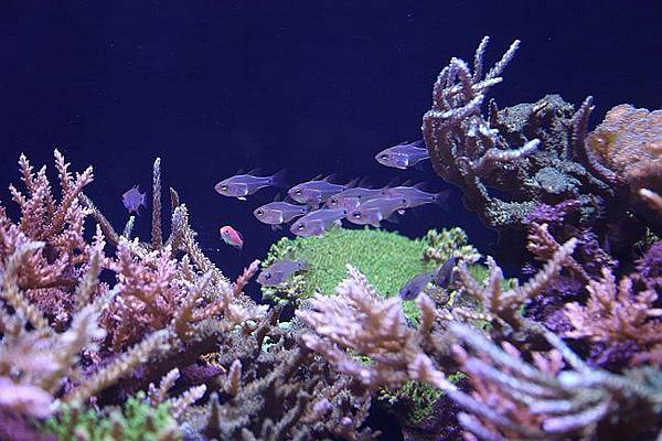 20150731洞爺湖、登別伊達時代村、登別海洋公園尼克斯、地獄谷、大湯沼、閻魔堂-104.JPG