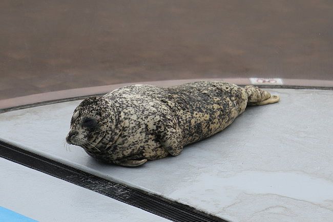 20150731洞爺湖、登別伊達時代村、登別海洋公園尼克斯、地獄谷、大湯沼、閻魔堂-118.JPG