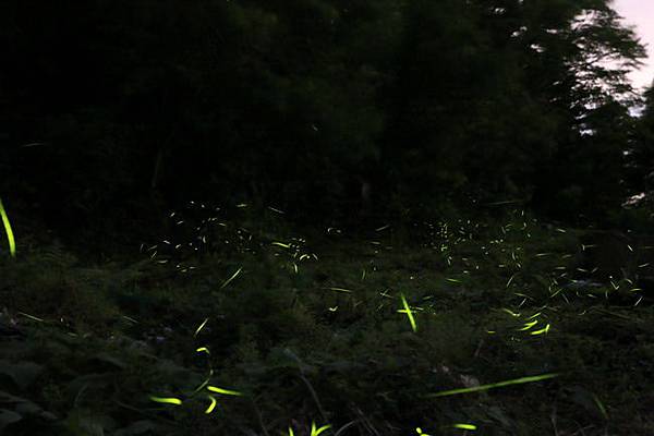 20160514 新竹五峰有愛一家-37.JPG