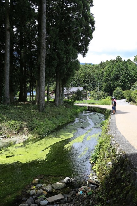 20160710田貫胡、小田貫濕原、陣馬瀑布、白系瀑布、富士山手筒花火-052.jpg