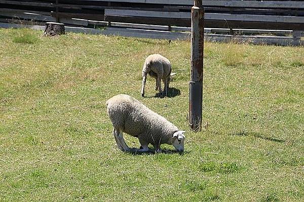 20160724ひがしかぐら森林公園キャンプ場、旭山動物園、成吉思汗 大黒屋 五丁目支店、旭川市區-011.jpg