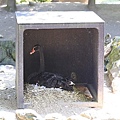 20160724ひがしかぐら森林公園キャンプ場、旭山動物園、成吉思汗 大黒屋 五丁目支店、旭川市區-039.jpg