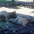 20160724ひがしかぐら森林公園キャンプ場、旭山動物園、成吉思汗 大黒屋 五丁目支店、旭川市區-061.jpg